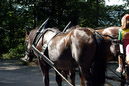 Horses to take visitors upto Neuschwanstein1/320 sec at f / 8.0